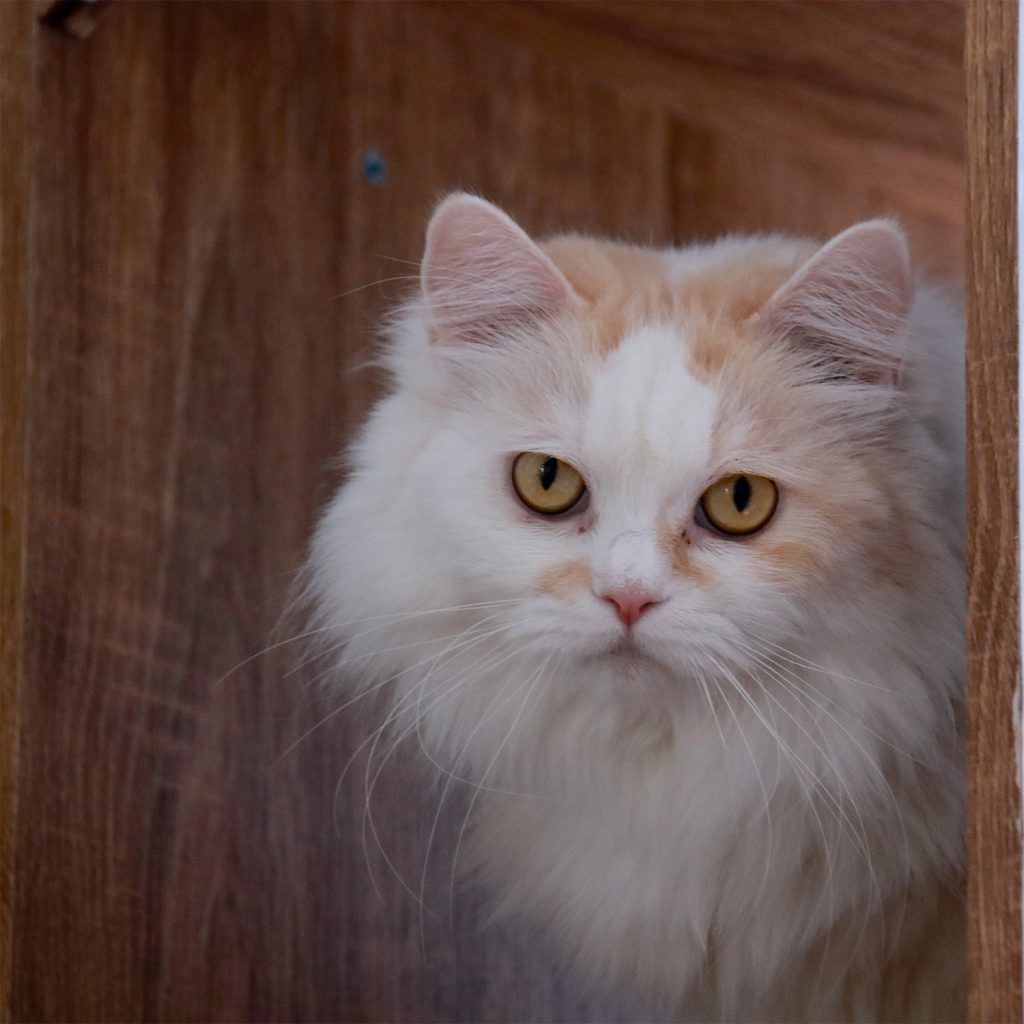 Cat Cafe Cibubur